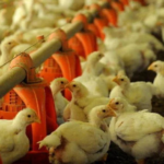 Dia Mundial do Frango: em 2022, consumo médio chegou a 45,2 kg por brasileiro